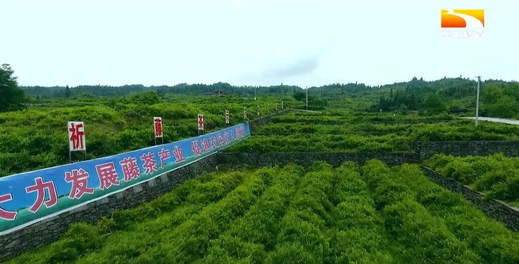 广西恩施富硒茶哪里有卖(恩施富硒茶哪个牌子好)-硒宝网