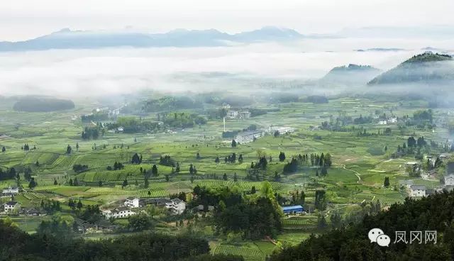 中国富锌富硒有机茶之乡（富硒有机茶价钱）-硒宝网