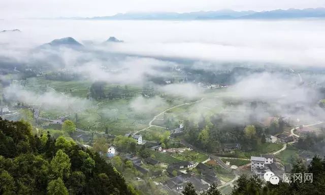 中国富锌富硒有机茶之乡（富硒有机茶价钱）-硒宝网