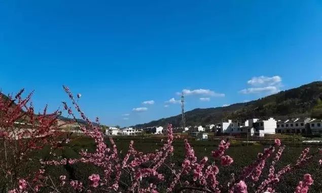 平利女娲富硒茶是绿茶吗(女娲茶是绿茶吗)-硒宝网