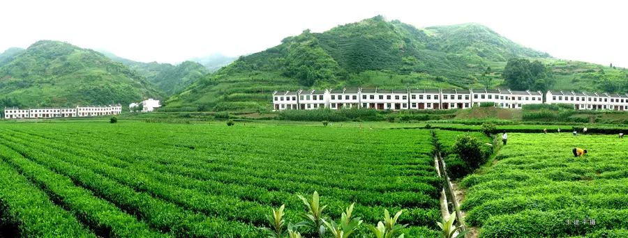 平利女娲富硒茶是绿茶吗(女娲茶是绿茶吗)-硒宝网