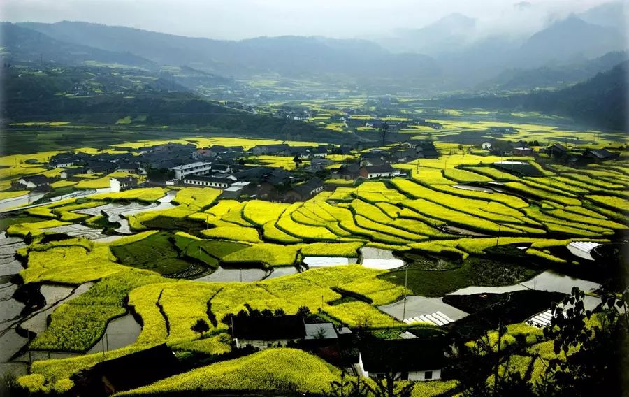 平利女娲富硒茶是绿茶吗(女娲茶是绿茶吗)-硒宝网