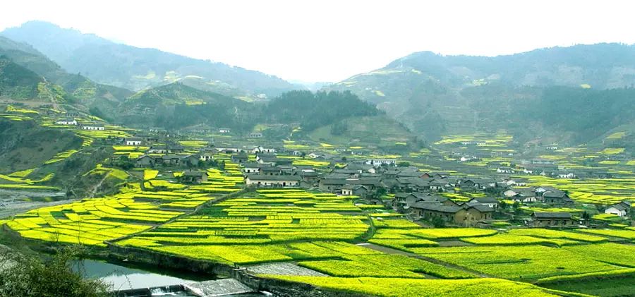 平利女娲富硒茶是绿茶吗(女娲茶是绿茶吗)-硒宝网