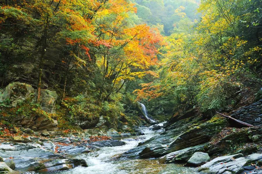 平利女娲富硒茶是绿茶吗(女娲茶是绿茶吗)-硒宝网