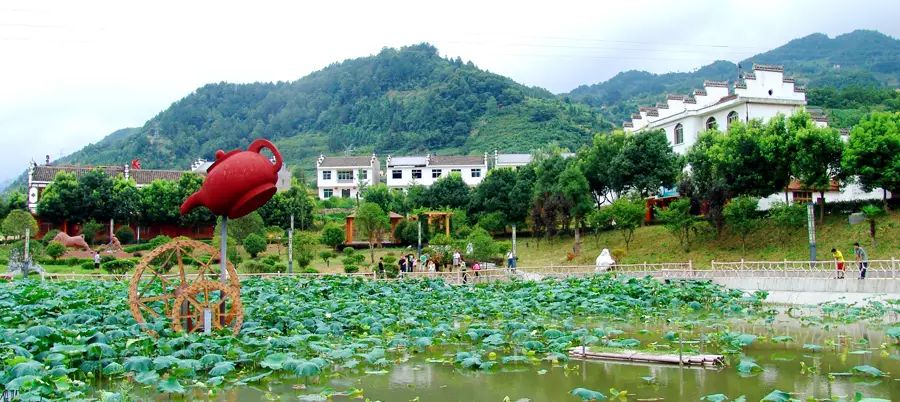 平利女娲富硒茶是绿茶吗(女娲茶是绿茶吗)-硒宝网