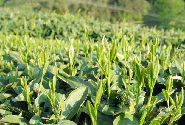 中国富锌富硒有机茶之乡（富硒茶具）-硒宝网