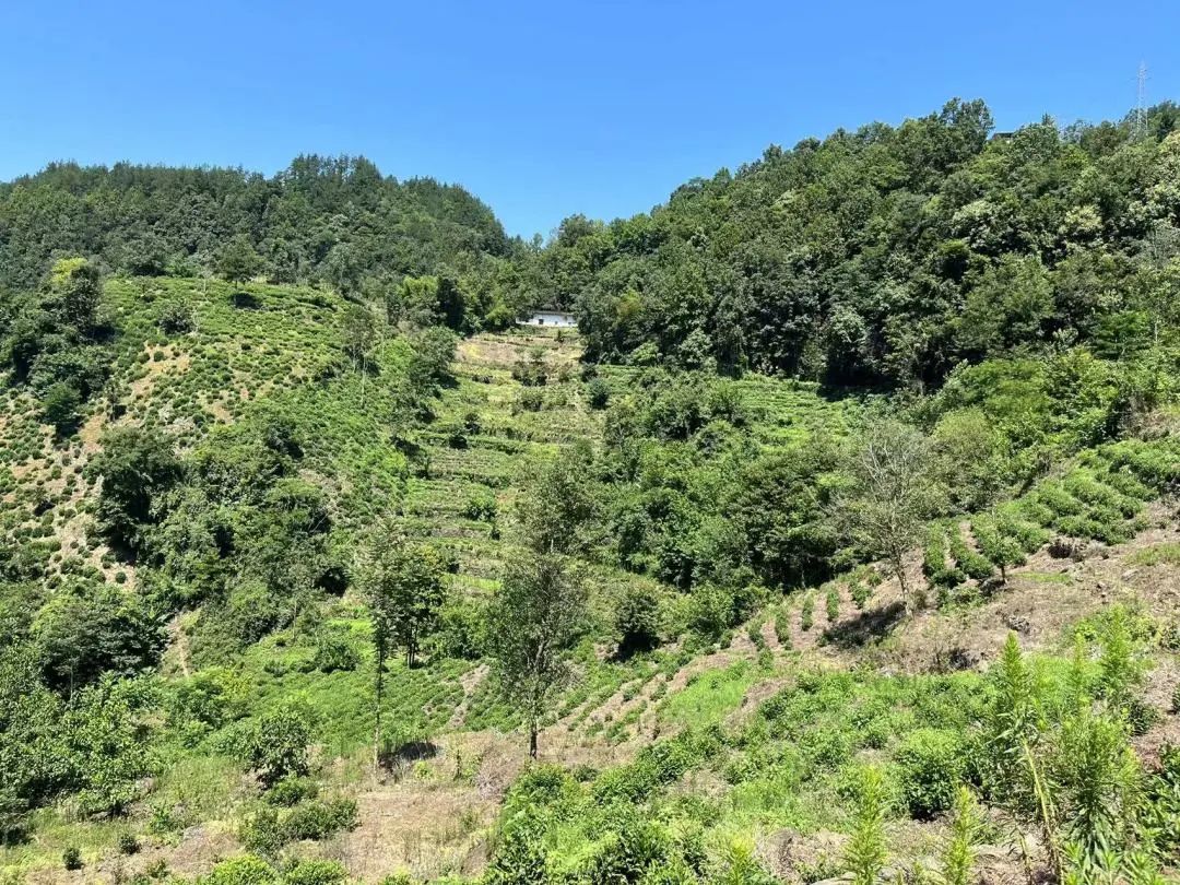 紫阳富硒茶采茶工艺流程（紫阳富硒茶视频）-硒宝网