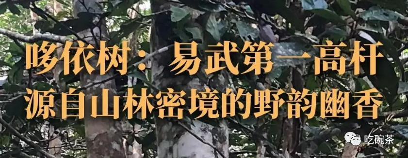 富硒茶主要产区是哪里的(富硒茶的产地)-硒宝网