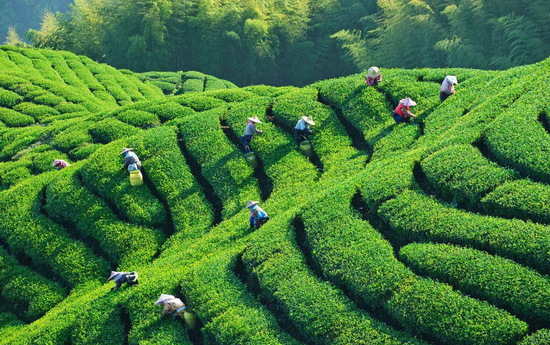 紫阳富硒茶 人均纯收入（紫阳富硒茶厂）-硒宝网