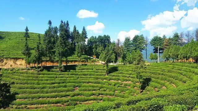 紫阳富硒茶 人均纯收入（紫阳富硒茶厂）-硒宝网