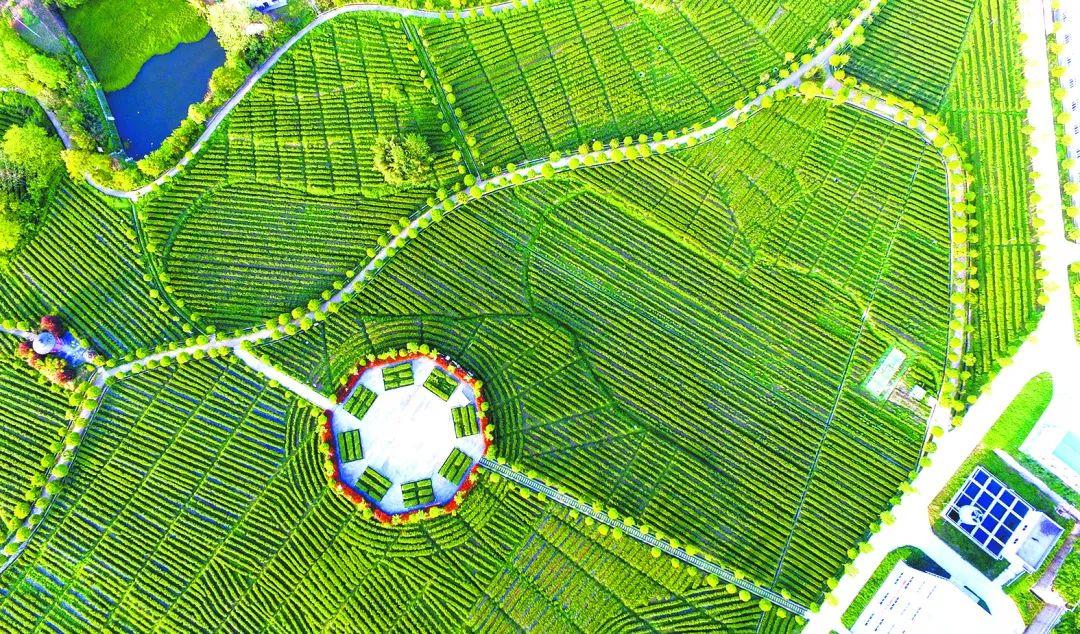 紫阳富硒茶 人均纯收入（紫阳富硒茶厂）-硒宝网