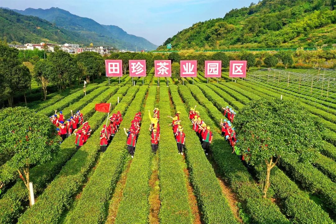 安康富硒茶销售培训基地(安康富硒茶发展情况)-硒宝网