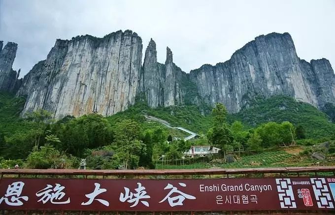 恩施富硒藤茶有什么功效（施恩富硒滕茶）-硒宝网