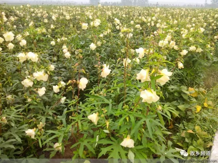 富硒秋葵金花葵茶的功效（葵金花的功效）-硒宝网