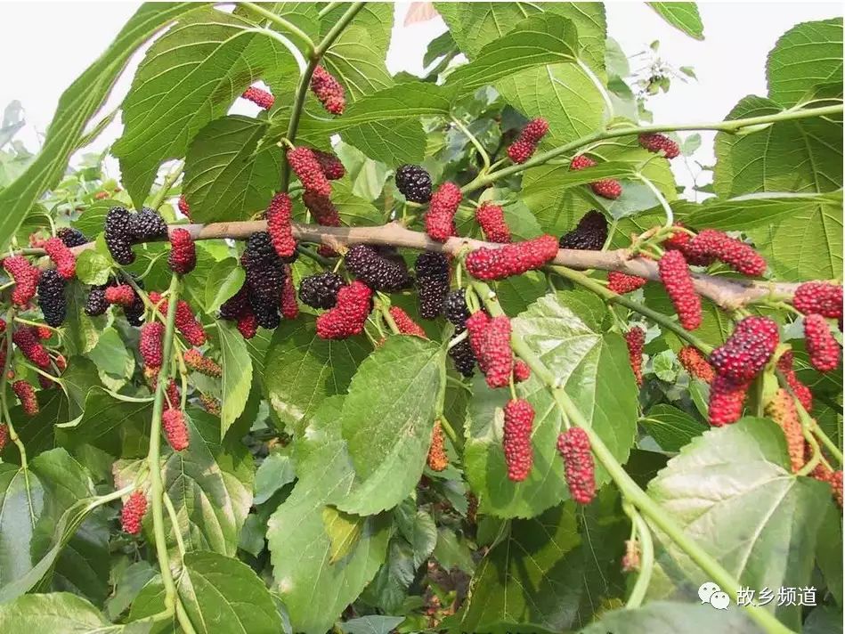 富硒秋葵金花葵茶的功效（葵金花的功效）-硒宝网