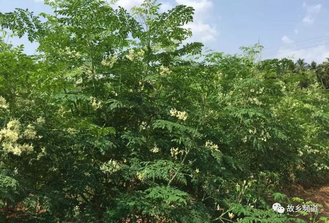 富硒秋葵金花葵茶的功效（葵金花的功效）-硒宝网