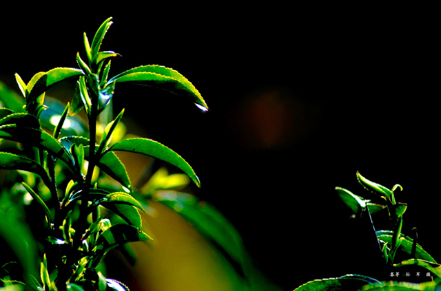 紫阳富硒茶深圳哪里有卖(紫阳富硒茶核心产区)-硒宝网