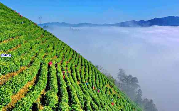 湖北富硒茶的种类有哪些(湖北富硒茶是绿茶吗)-硒宝网