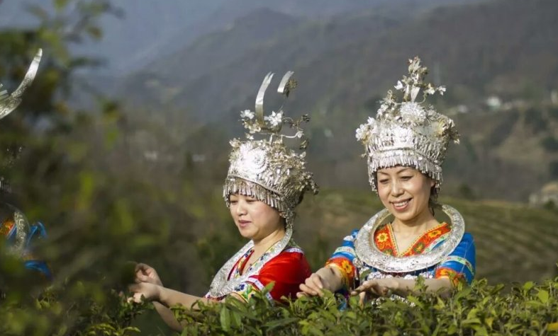 富硒茶产业发展现状论文（现状论文茶产业富硒发展趋势）-硒宝网