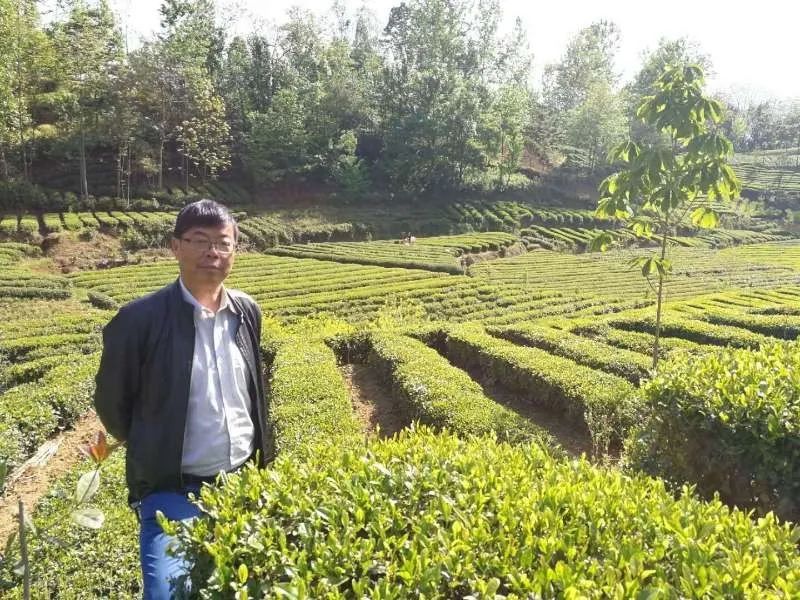 富硒茶产业发展现状论文（现状论文茶产业富硒发展趋势）-硒宝网