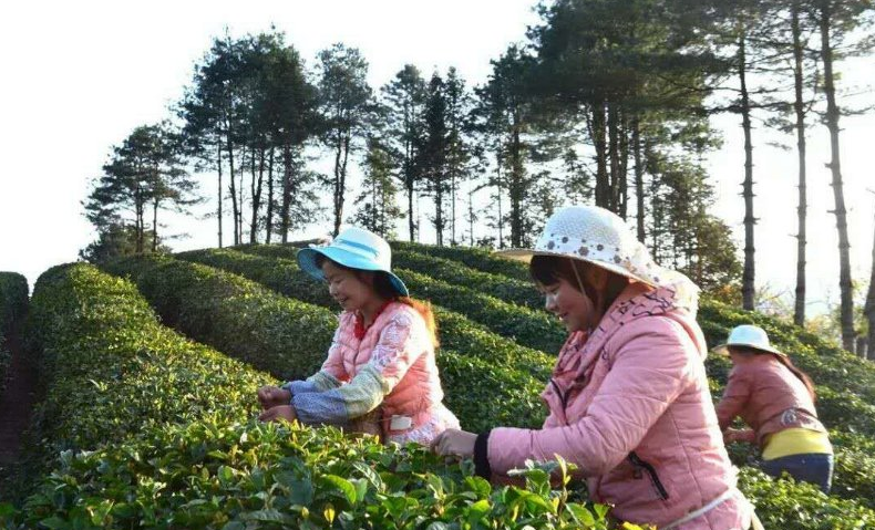 富硒茶产业发展现状论文（现状论文茶产业富硒发展趋势）-硒宝网