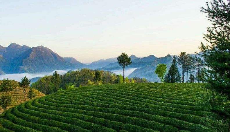 富硒茶产业发展现状论文（现状论文茶产业富硒发展趋势）-硒宝网