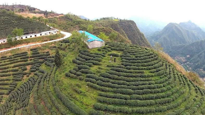 富硒茶产业发展现状论文（现状论文茶产业富硒发展趋势）-硒宝网