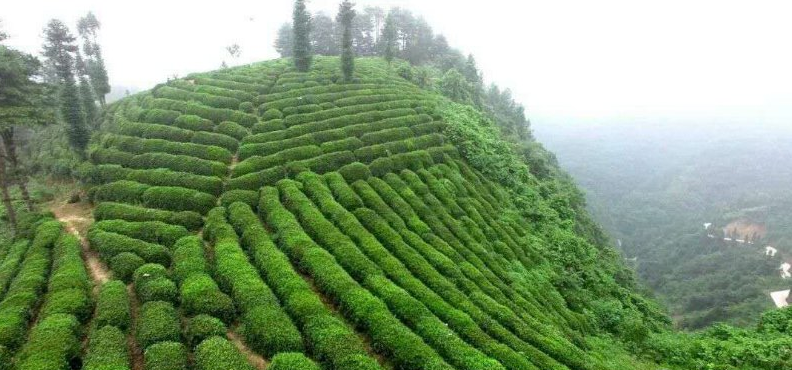 富硒茶产业发展现状论文（现状论文茶产业富硒发展趋势）-硒宝网