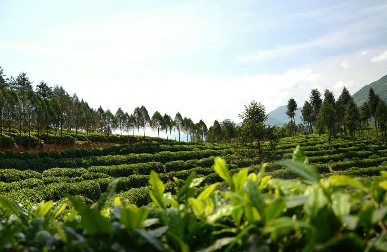 富硒茶产业发展现状论文（现状论文茶产业富硒发展趋势）-硒宝网