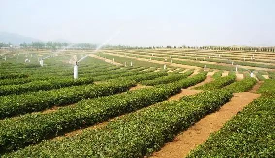 紫阳的毛尖是不是富硒茶（富硒紫阳茶多少钱一斤）-硒宝网