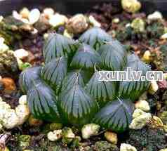 浙江受欢迎的富硒茶玉露（茶叶玉露）-硒宝网