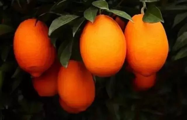 恩施富硒茶分布在哪里?。ǘ魇└晃栉幕哪诤校?硒宝网