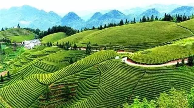 恩施富硒茶分布在哪里?。ǘ魇└晃栉幕哪诤校?硒宝网