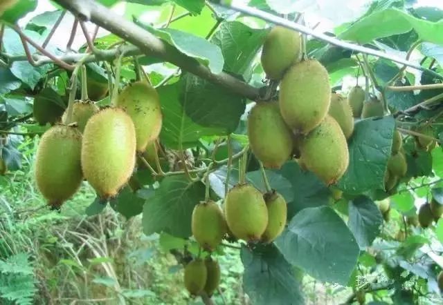 恩施富硒茶分布在哪里?。ǘ魇└晃栉幕哪诤校?硒宝网