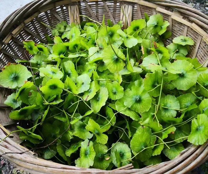 恩施富硒茶分布在哪里?。ǘ魇└晃璨兀?硒宝网