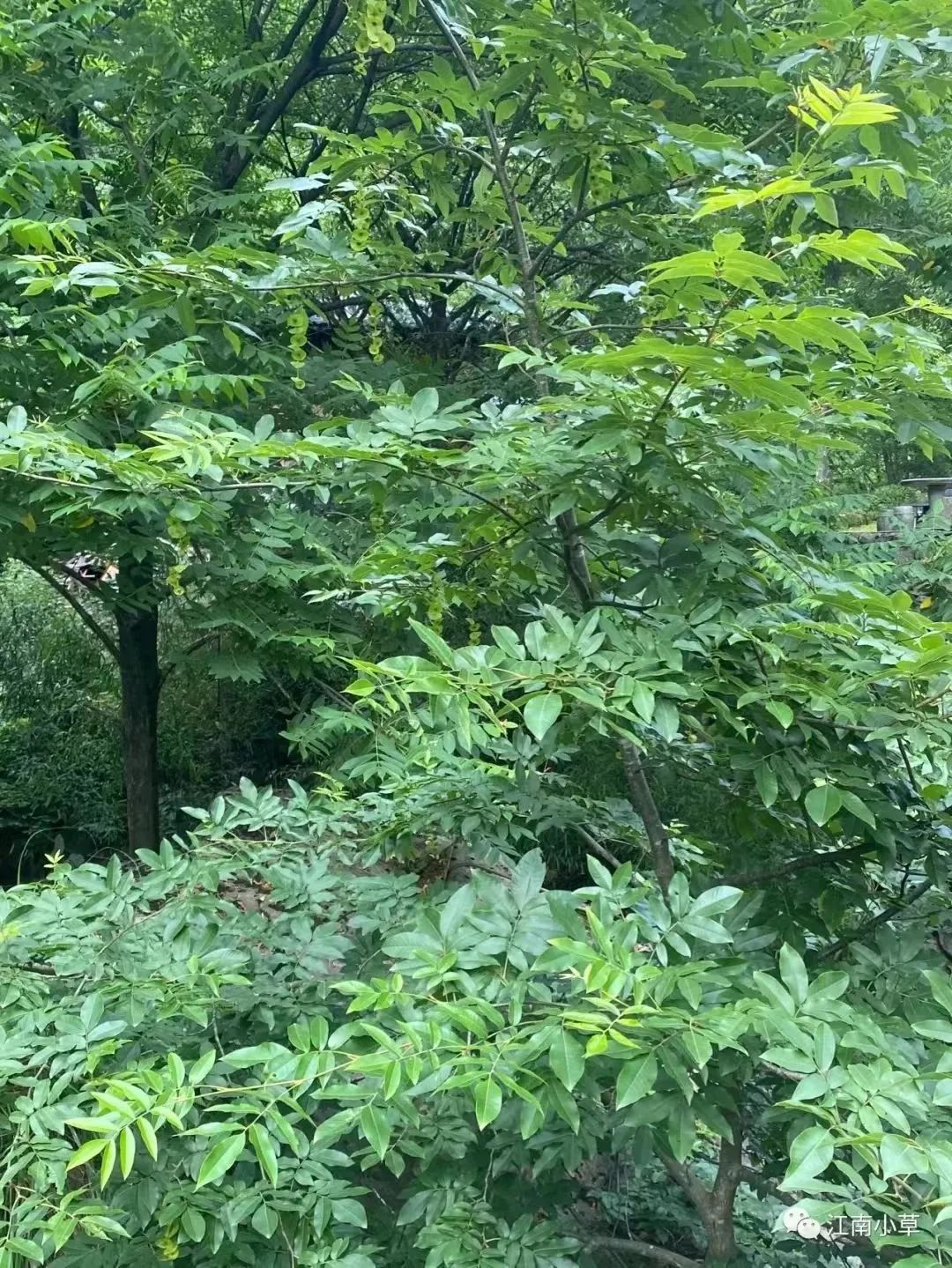 恩施富硒茶分布在哪里啊（恩施富硒茶产地）-硒宝网