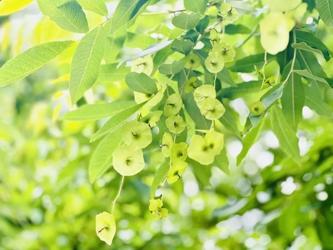 恩施富硒茶分布在哪里啊（恩施富硒茶产地）-硒宝网