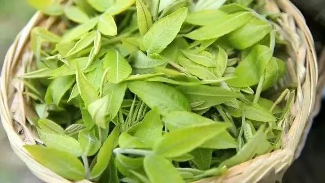 恩施富硒茶分布在哪里?。ǘ魇└晃璨兀?硒宝网