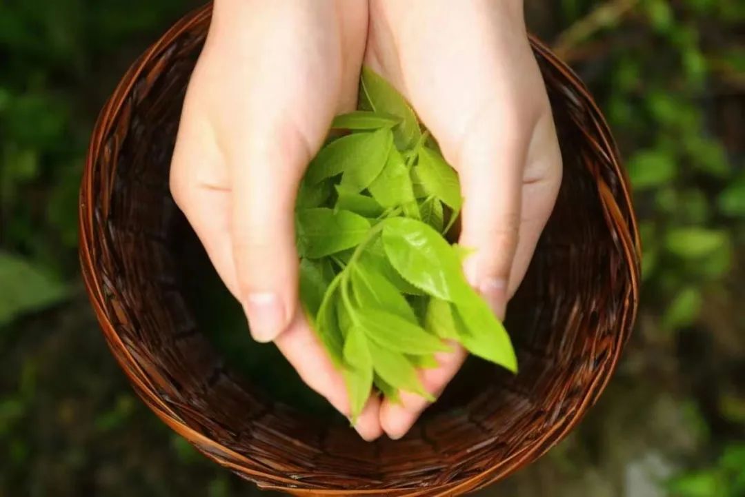 恩施富硒茶分布在哪里啊（恩施富硒茶产地）-硒宝网