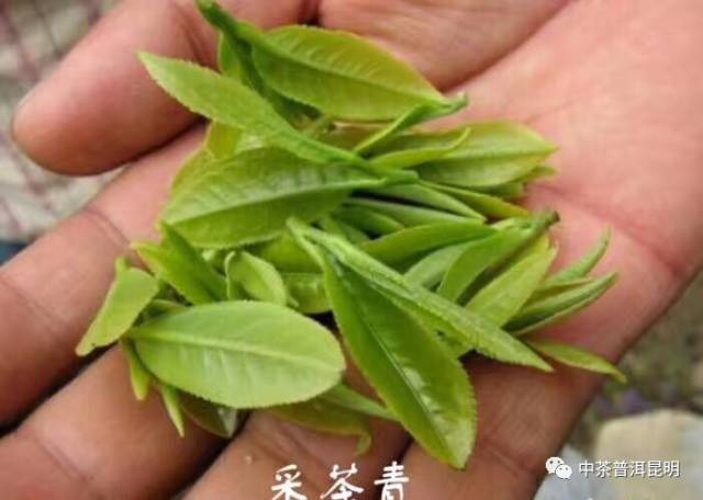 含有富硒的茶叶是什么茶(茶叶富含硒元素的)-硒宝网