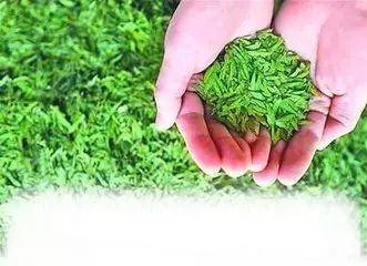 紫阳富硒茶和毛尖的区别(紫阳富硒茶和紫阳毛尖)-硒宝网