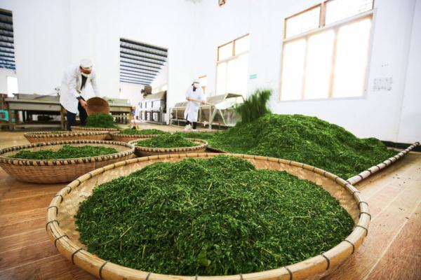 平利富硒桑叶茶加工技术（桑叶茶加工设备）-硒宝网