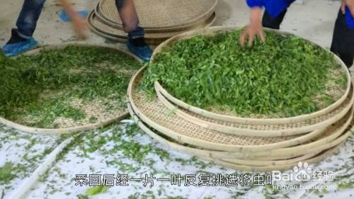 平利富硒桑叶茶加工技术（桑叶茶加工设备）-硒宝网