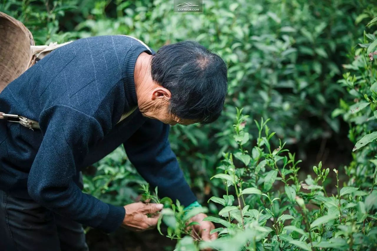 西安卖紫阳富硒茶的地方（陕西安康紫阳富硒茶的名气）-硒宝网