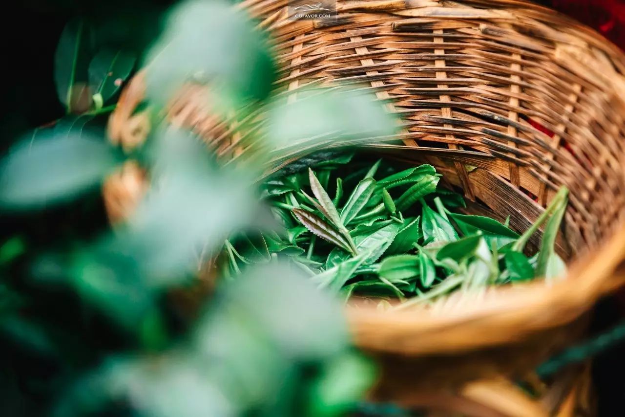 西安卖紫阳富硒茶的地方（陕西安康紫阳富硒茶的名气）-硒宝网