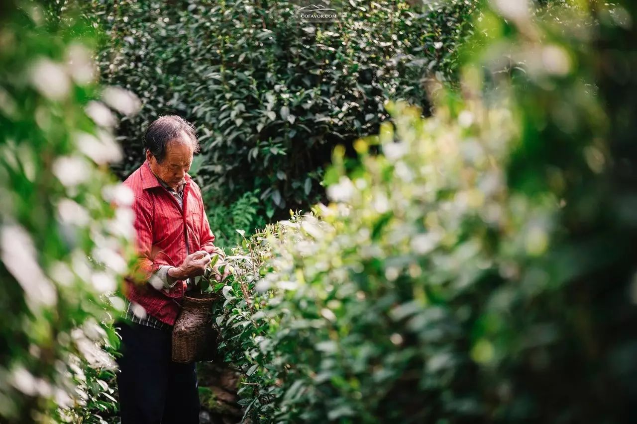 西安卖紫阳富硒茶的地方（陕西安康紫阳富硒茶的名气）-硒宝网