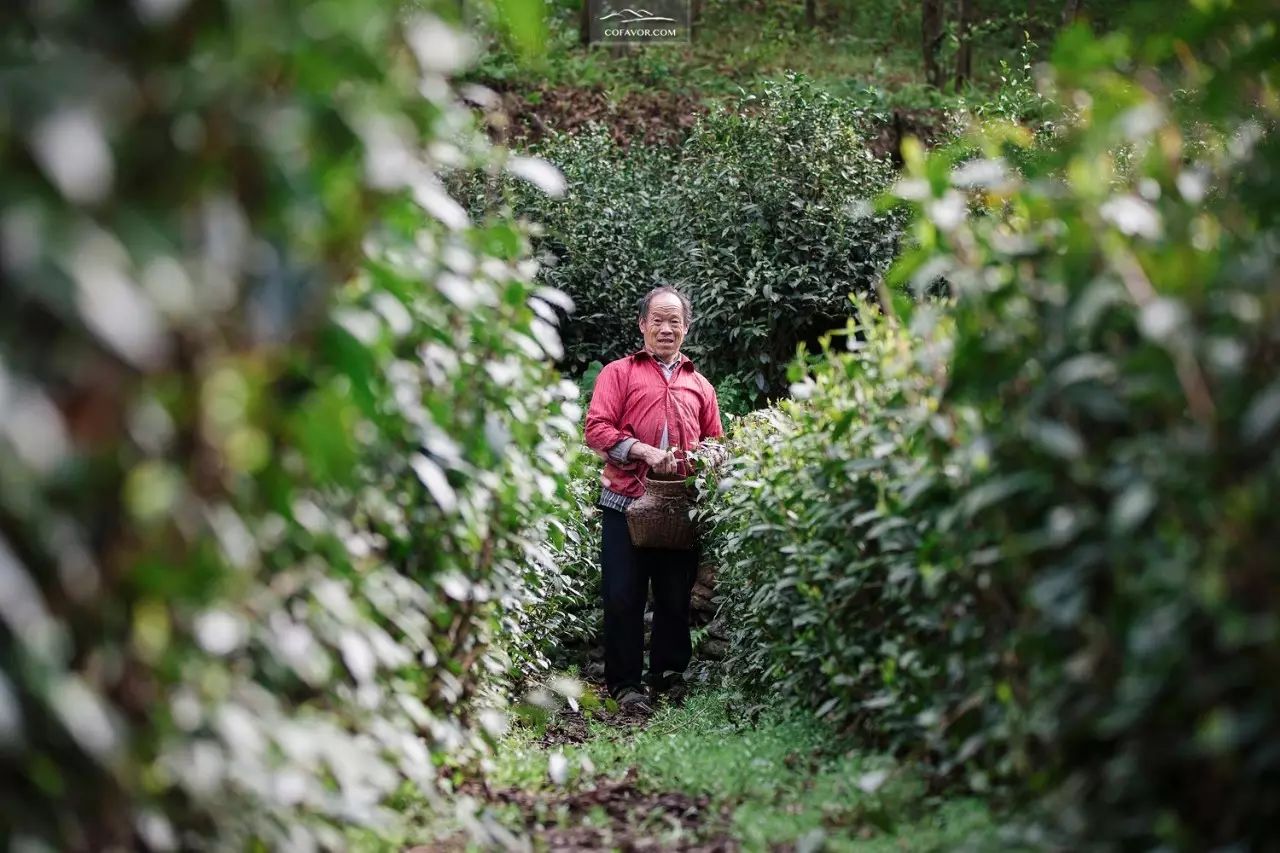 西安卖紫阳富硒茶的地方（陕西安康紫阳富硒茶的名气）-硒宝网