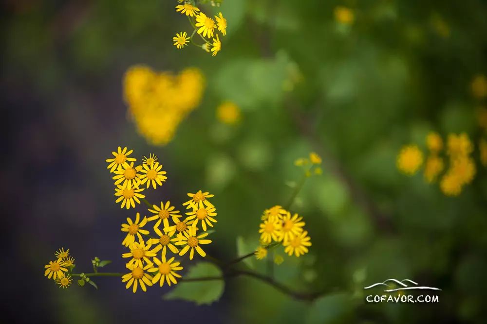 西安卖紫阳富硒茶的地方（陕西安康紫阳富硒茶的名气）-硒宝网
