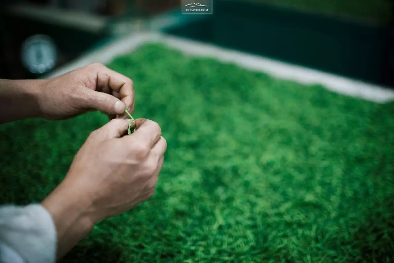 西安卖紫阳富硒茶的地方（陕西安康紫阳富硒茶的名气）-硒宝网