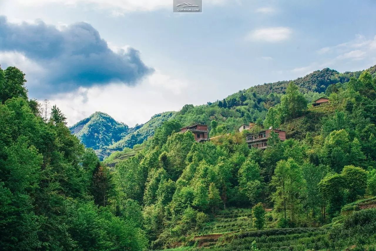 西安卖紫阳富硒茶的地方（陕西安康紫阳富硒茶的名气）-硒宝网